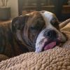 Dottie photo 5