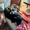 Dottie photo 6