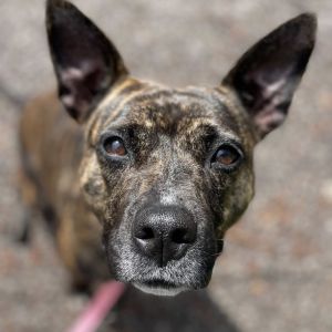 Pink Lady, Adult Female Terrier