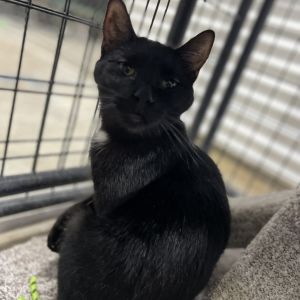 Lindsey, Young Female Domestic Short Hair