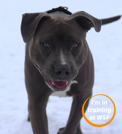 Tank, an adoptable Mixed Breed in Walla Walla, WA, 99362 | Photo Image 1