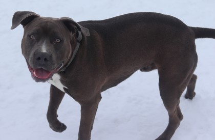 Tank, an adoptable Mixed Breed in Walla Walla, WA, 99362 | Photo Image 2