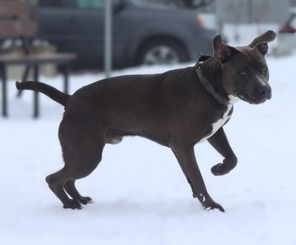 Tank, an adoptable Mixed Breed in Walla Walla, WA, 99362 | Photo Image 3