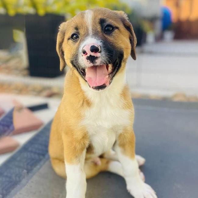Texas Pup - Frisco