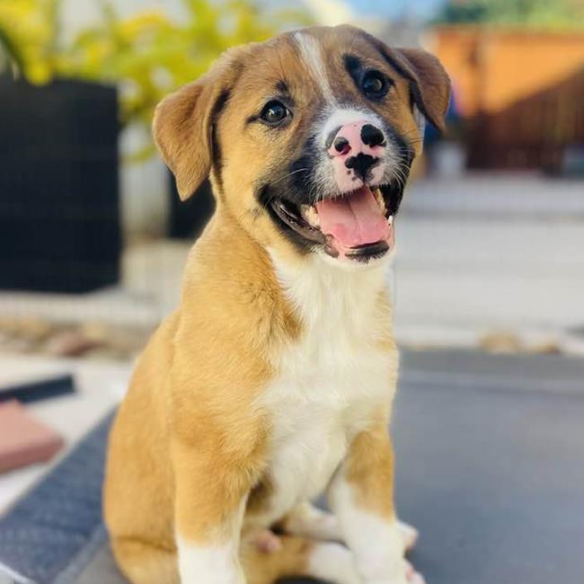 Texas Pup - Frisco