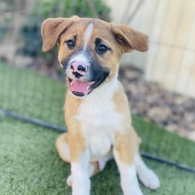 Texas Pup - Frisco