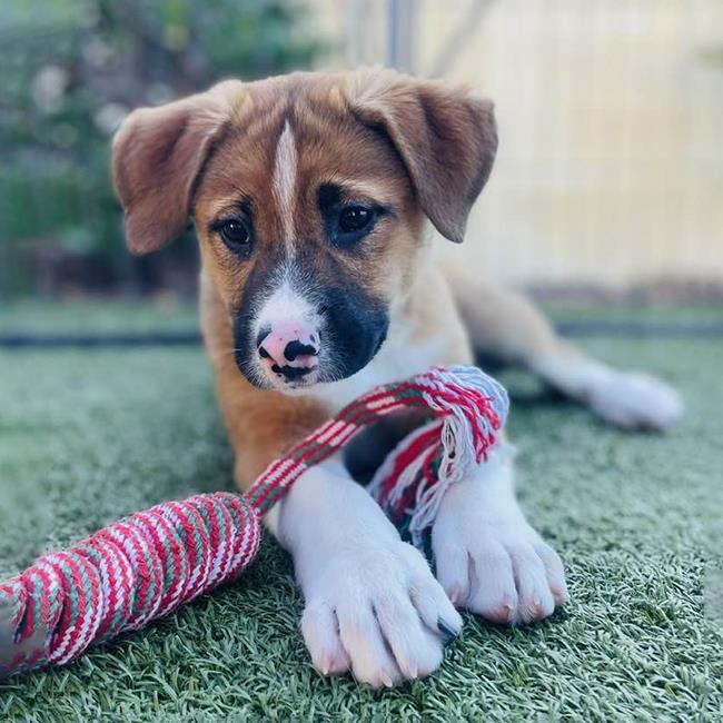 Texas Pup - Frisco