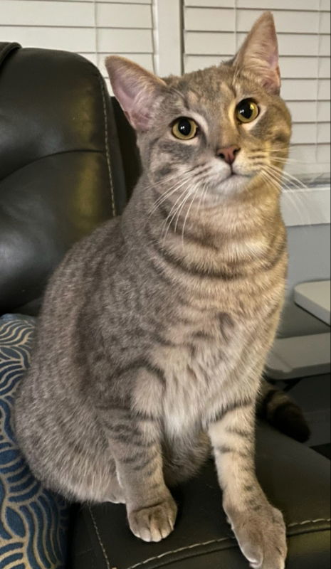 Cat for adoption - San Quentin, a Tabby & Domestic Short Hair Mix in Ball Ground, GA | Petfinder Cat for adoption - San Quentin, a Tabby & Domestic Short Hair Mix in Ball Ground, GA | Petfinder
