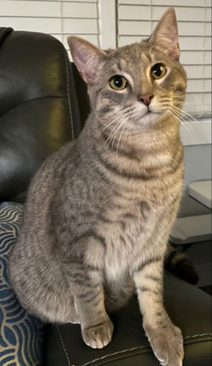 San Quentin, Young Male Tabby