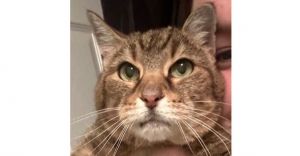 Taboo, Senior Female Tabby