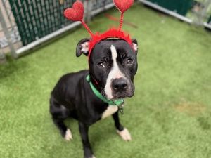 Meet Fast Ball Fast Ball is a stunning 3-year-old mixed-breed dog who was found tied to a fence and