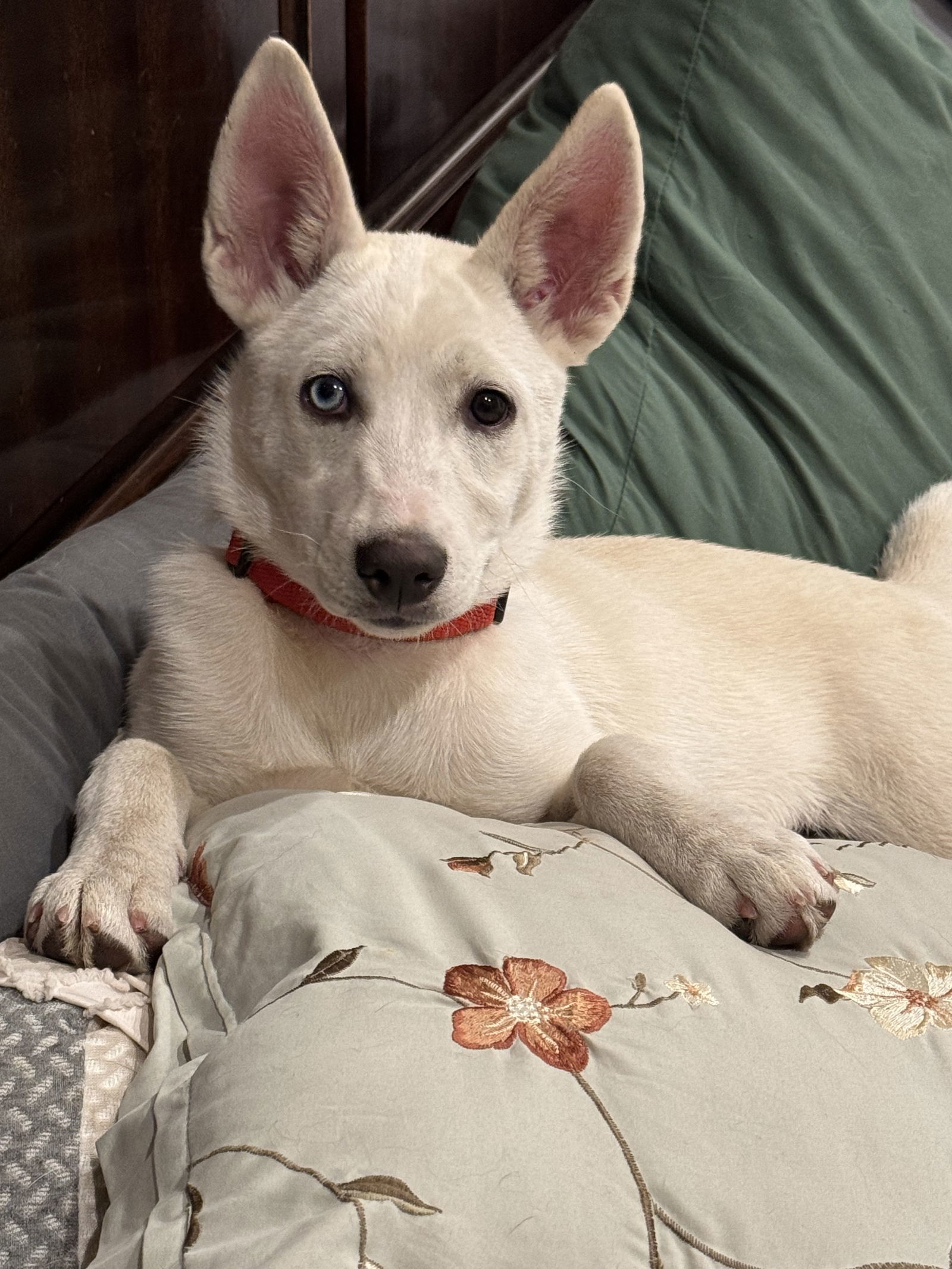 Elsa