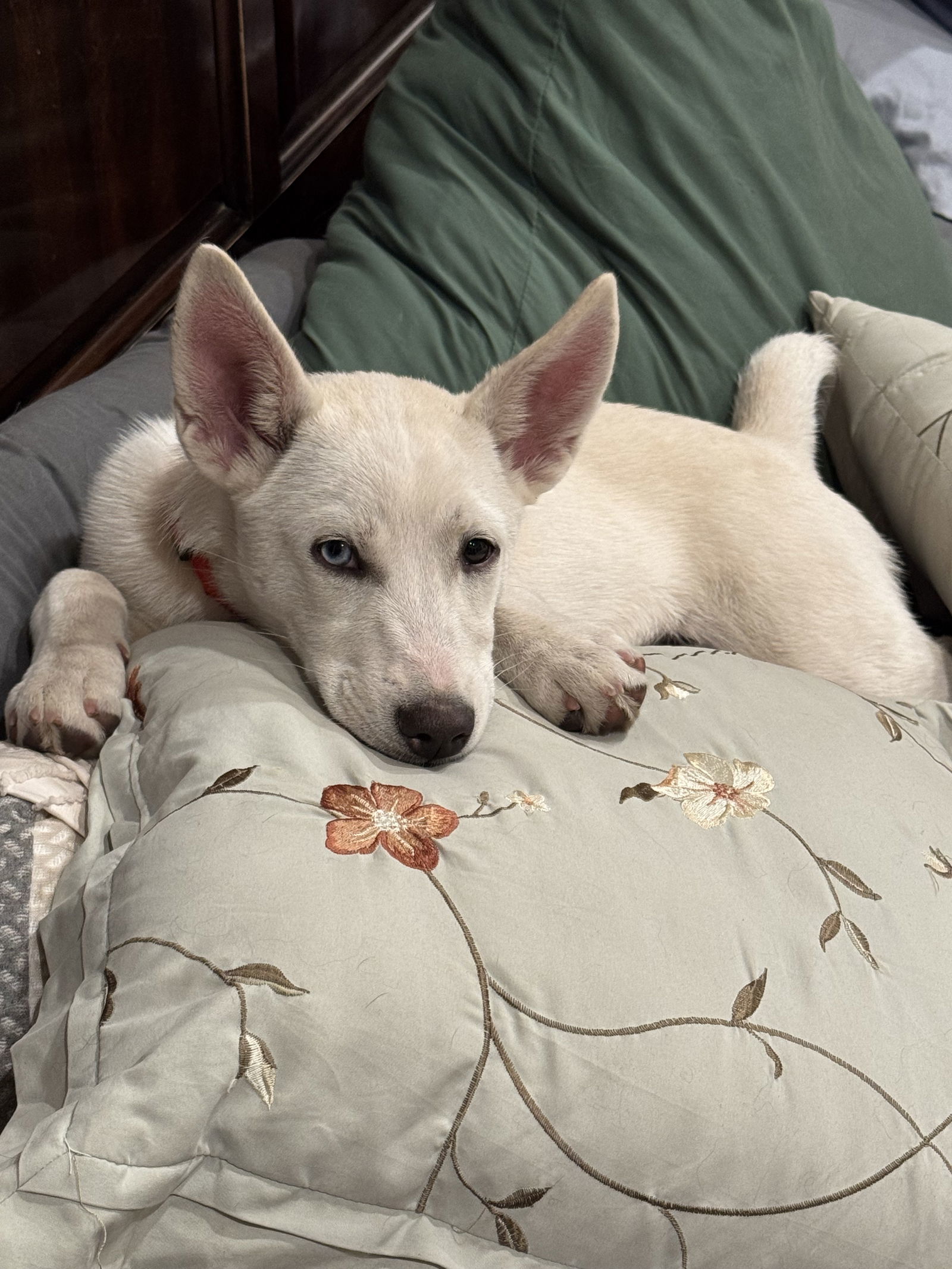 Elsa
