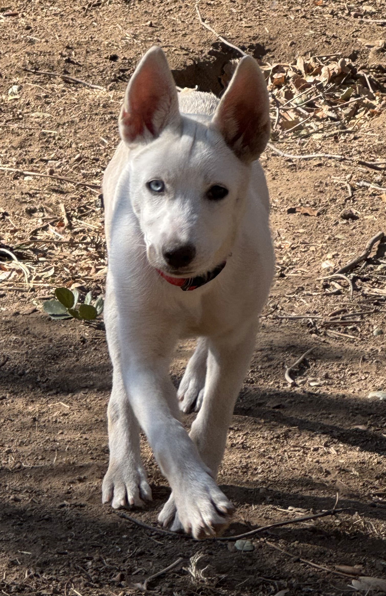Elsa