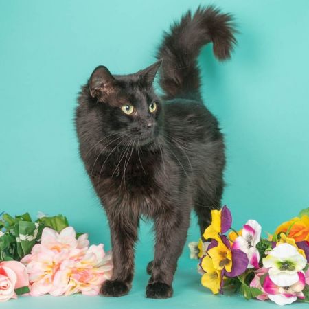 Samson photo