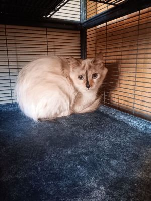 Lilith, Adult Female Siamese