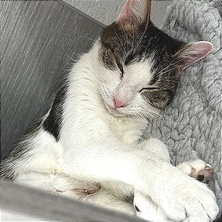 Pickle (Pending)