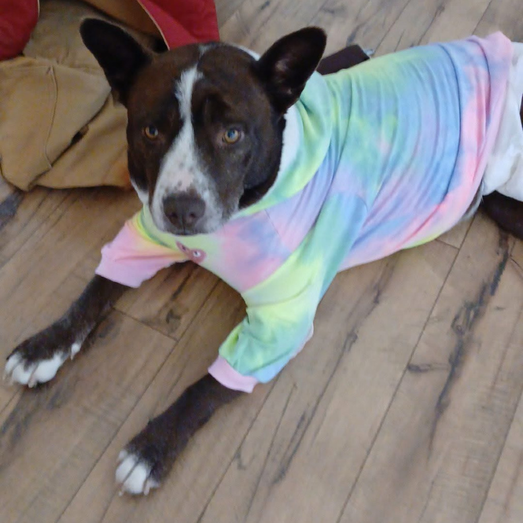 Koda, an adoptable Mixed Breed in Bismarck, ND, 58507 | Photo Image 1