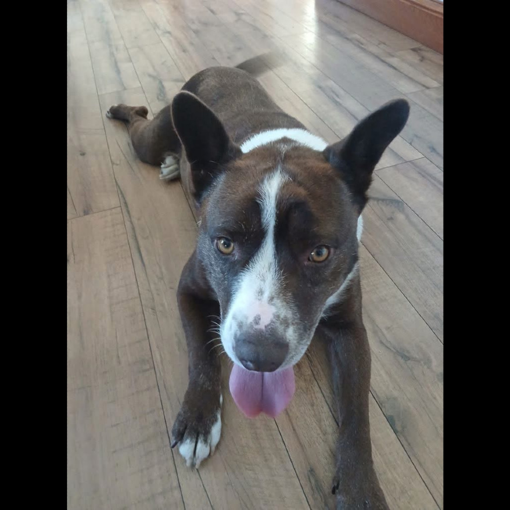 Koda, an adoptable Mixed Breed in Bismarck, ND, 58507 | Photo Image 1
