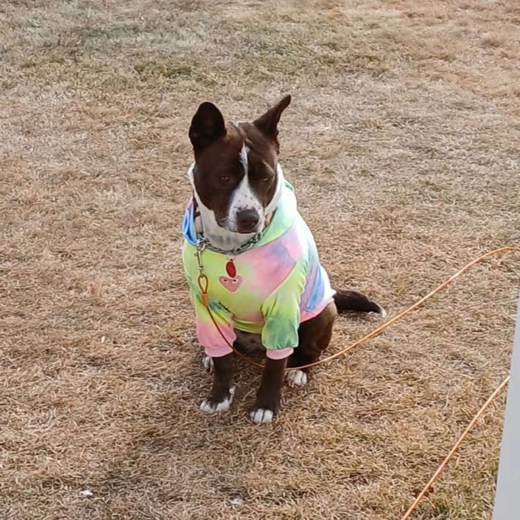 Koda, an adoptable Mixed Breed in Bismarck, ND, 58507 | Photo Image 2