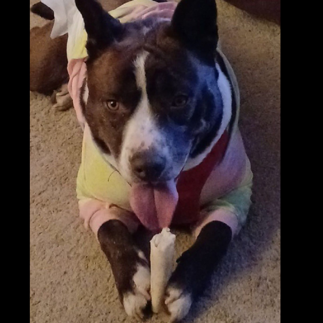 Koda, an adoptable Mixed Breed in Bismarck, ND, 58507 | Photo Image 4