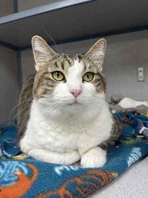 Bella, Adult Female Domestic Short Hair