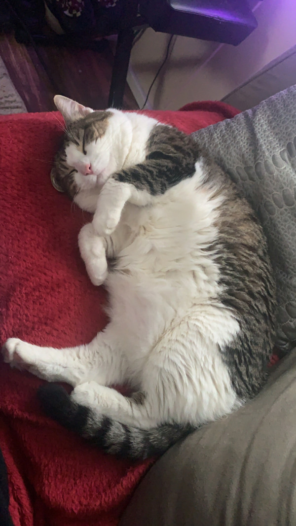Bella