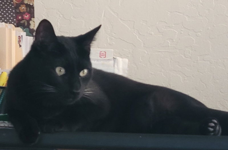 Benny 'The Jet', an adoptable Domestic Short Hair in Laramie, WY, 82073 | Photo Image 1