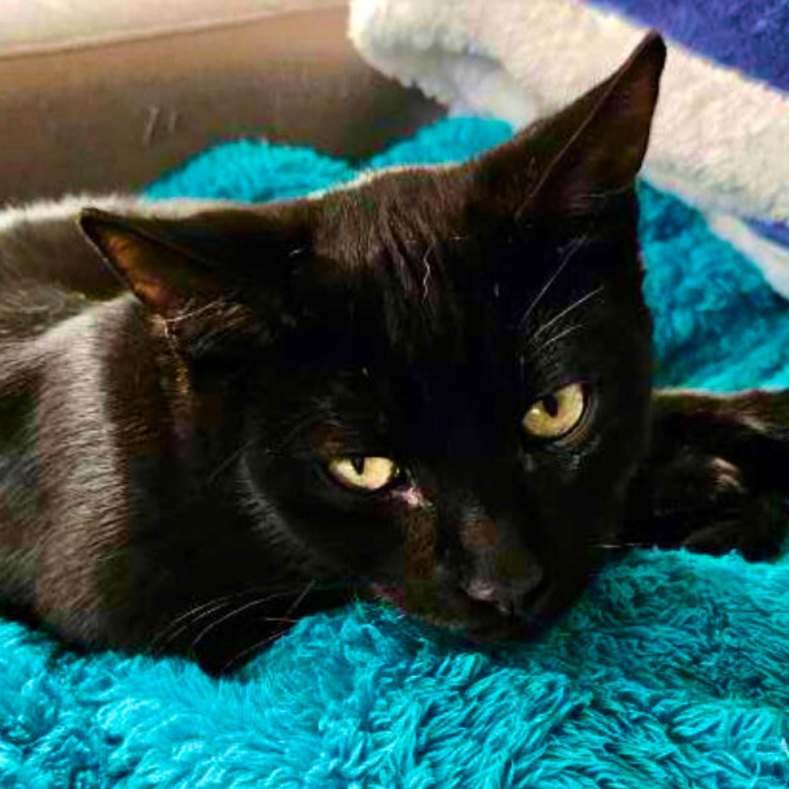 Benny 'The Jet', an adoptable Domestic Short Hair in Laramie, WY, 82073 | Photo Image 1
