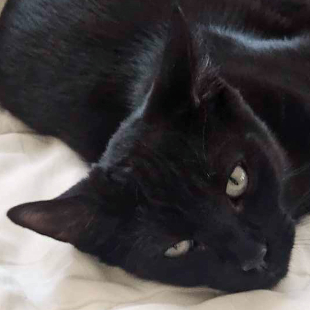 Benny 'The Jet', an adoptable Domestic Short Hair in Laramie, WY, 82073 | Photo Image 2