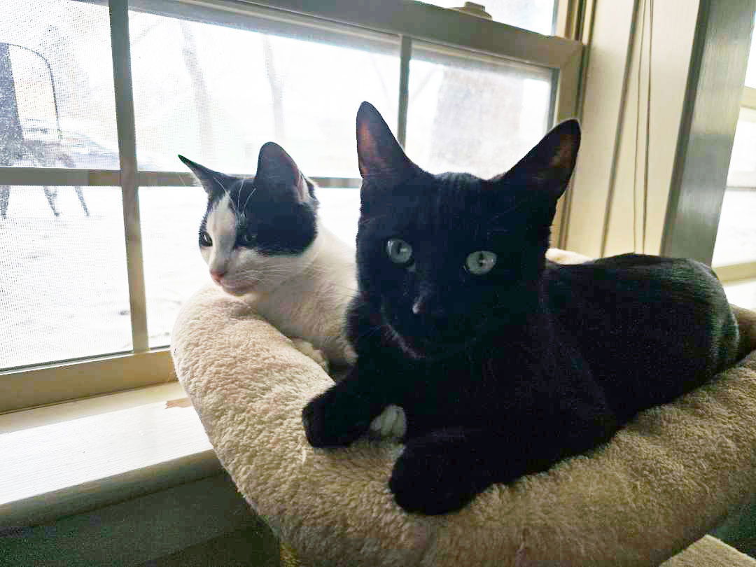 Benny 'The Jet', an adoptable Domestic Short Hair in Laramie, WY, 82073 | Photo Image 2