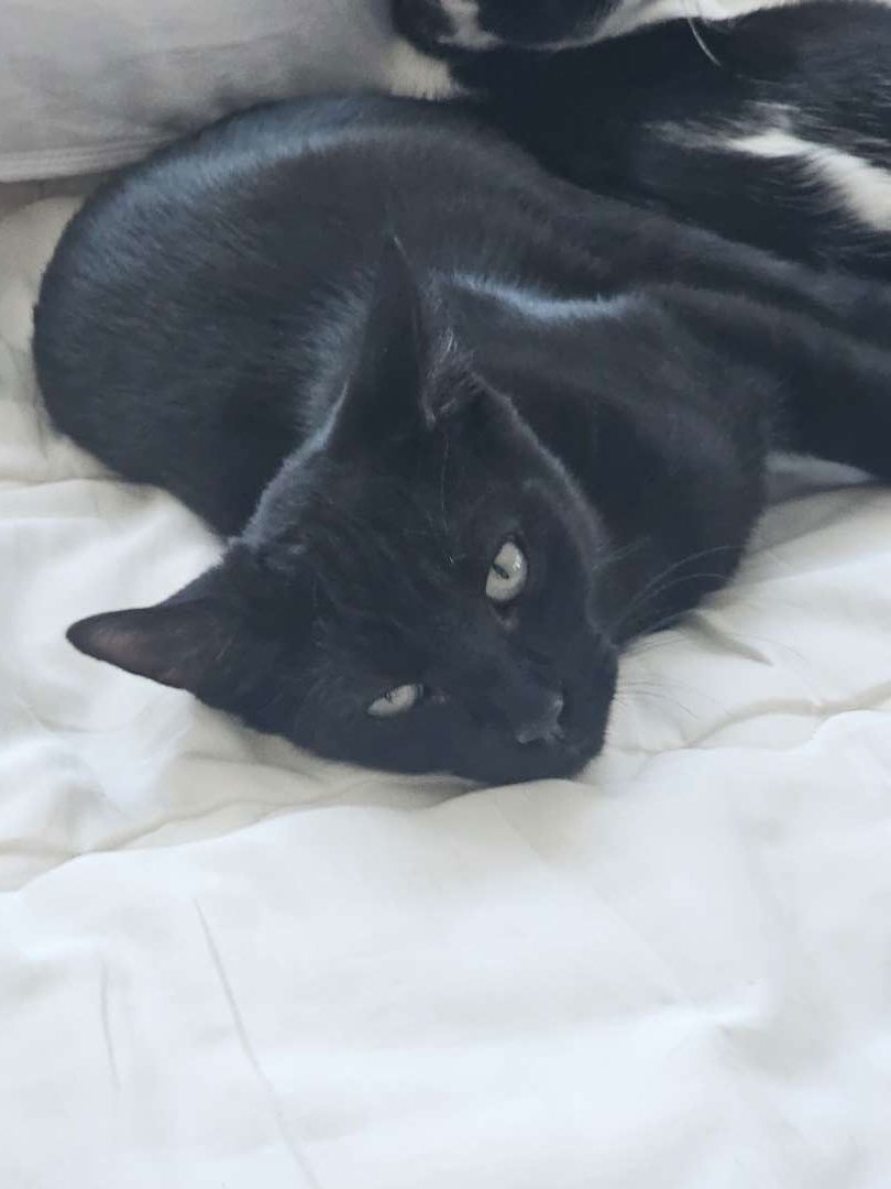 Benny 'The Jet', an adoptable Domestic Short Hair in Laramie, WY, 82073 | Photo Image 3