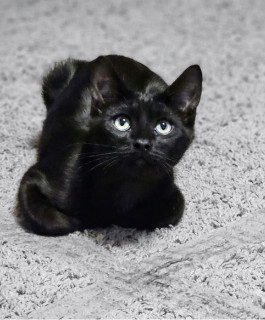 Benny 'The Jet', an adoptable Domestic Short Hair in Laramie, WY, 82073 | Photo Image 3