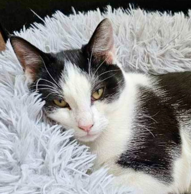 Ham (aka Steeple), an adoptable Domestic Short Hair in Laramie, WY, 82073 | Photo Image 1