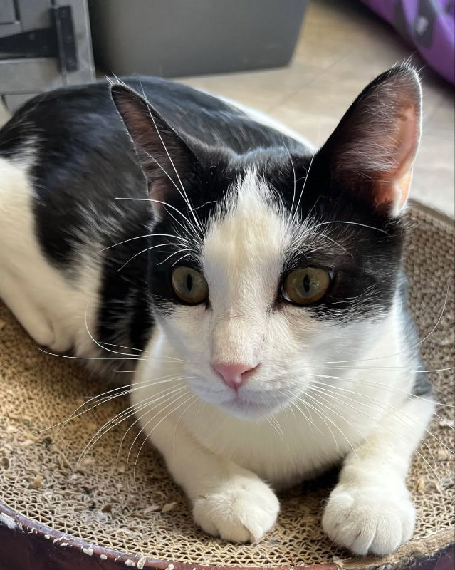 Steeple, an adoptable Domestic Short Hair in Laramie, WY, 82073 | Photo Image 1