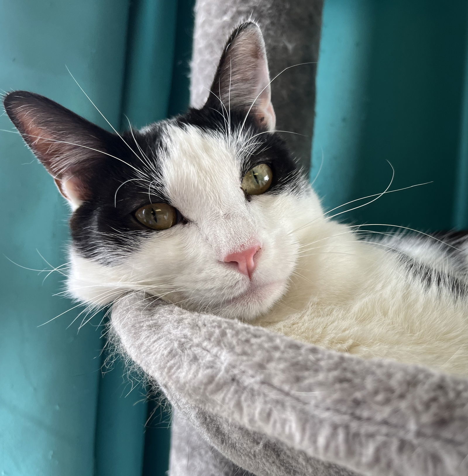 Steeple, an adoptable Domestic Short Hair in Laramie, WY, 82073 | Photo Image 1