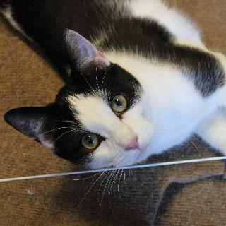 Ham (aka Steeple), an adoptable Domestic Short Hair in Laramie, WY, 82073 | Photo Image 2