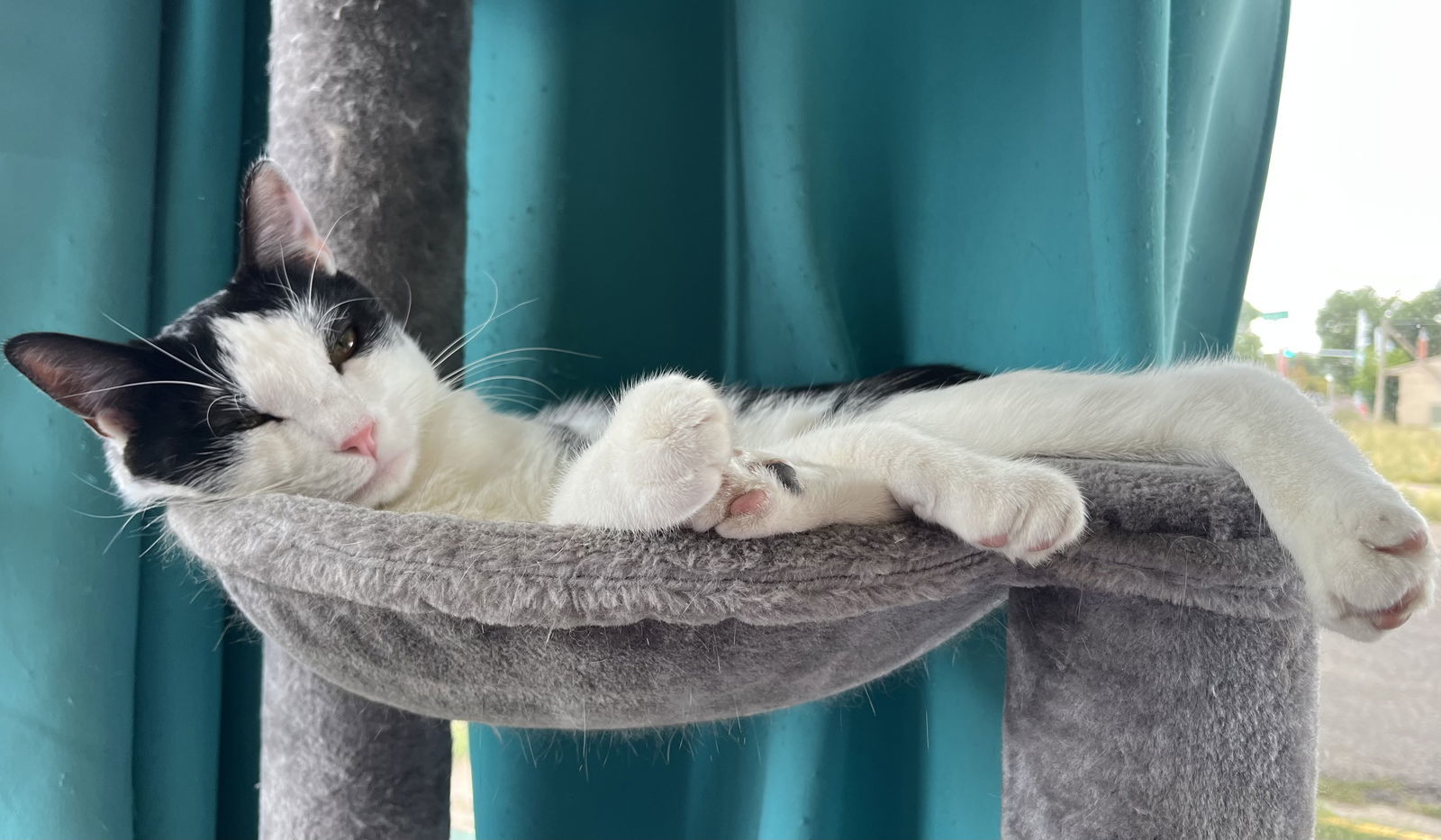 Steeple, an adoptable Domestic Short Hair in Laramie, WY, 82073 | Photo Image 2