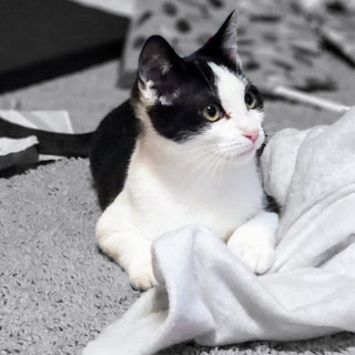 Ham (aka Steeple), an adoptable Domestic Short Hair in Laramie, WY, 82073 | Photo Image 3