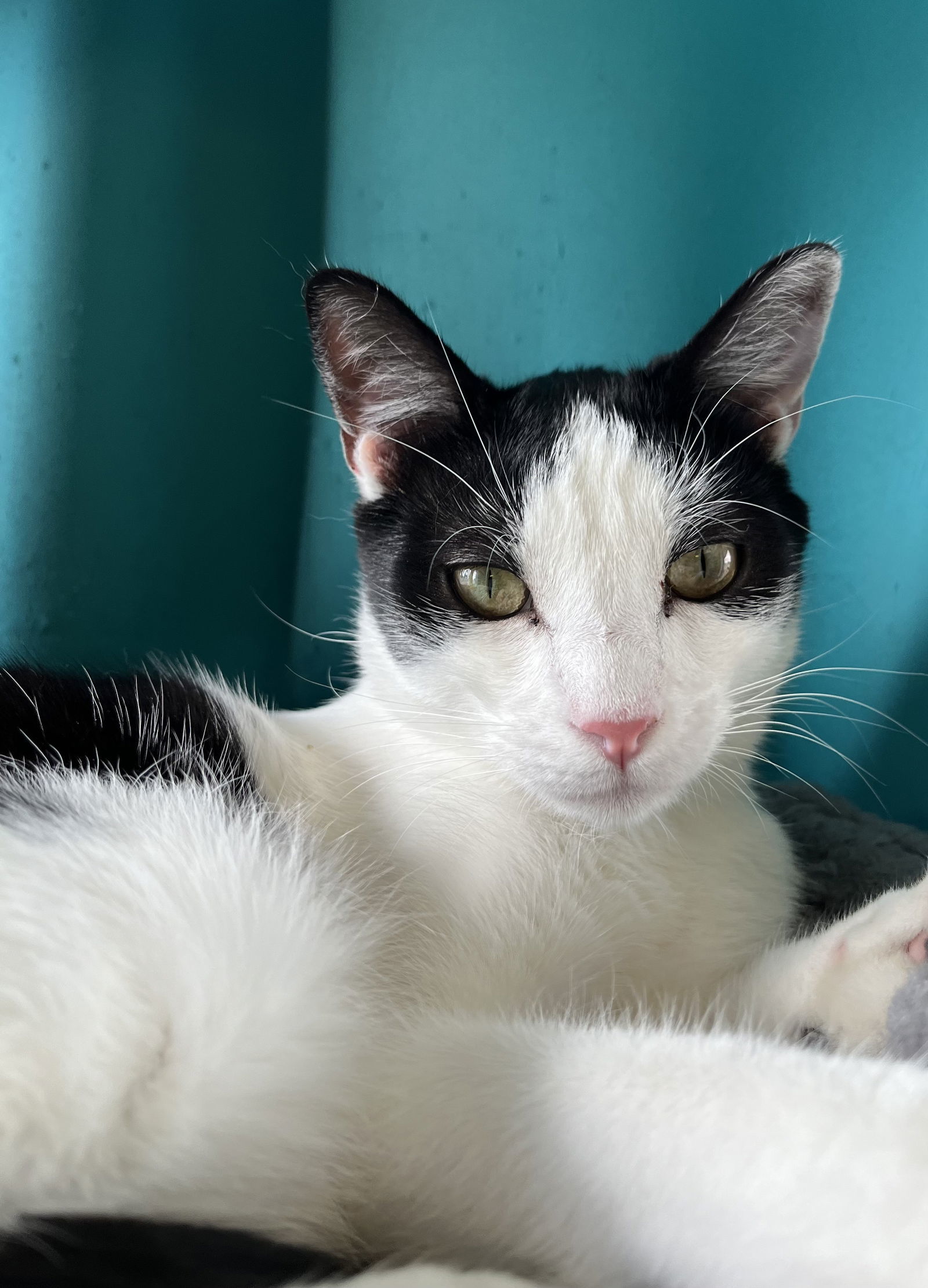 Steeple, an adoptable Domestic Short Hair in Laramie, WY, 82073 | Photo Image 3