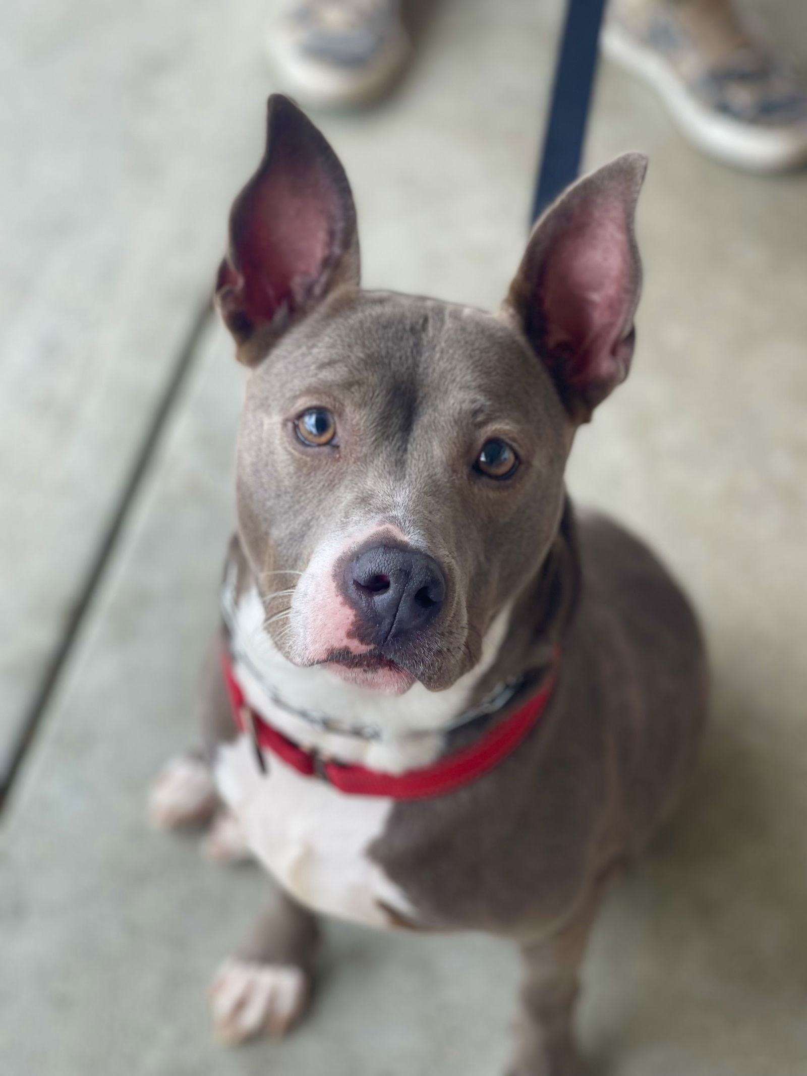 Mia