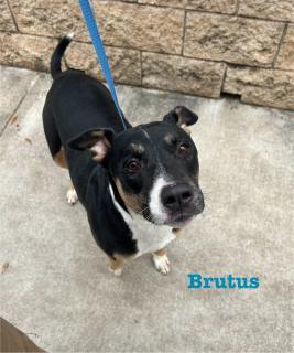 Brutus, Adult Male Pit Bull Terrier