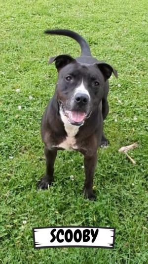 Scooby, Adult Male unknown