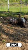 Stitch photo 2