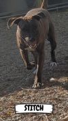 Stitch photo 3