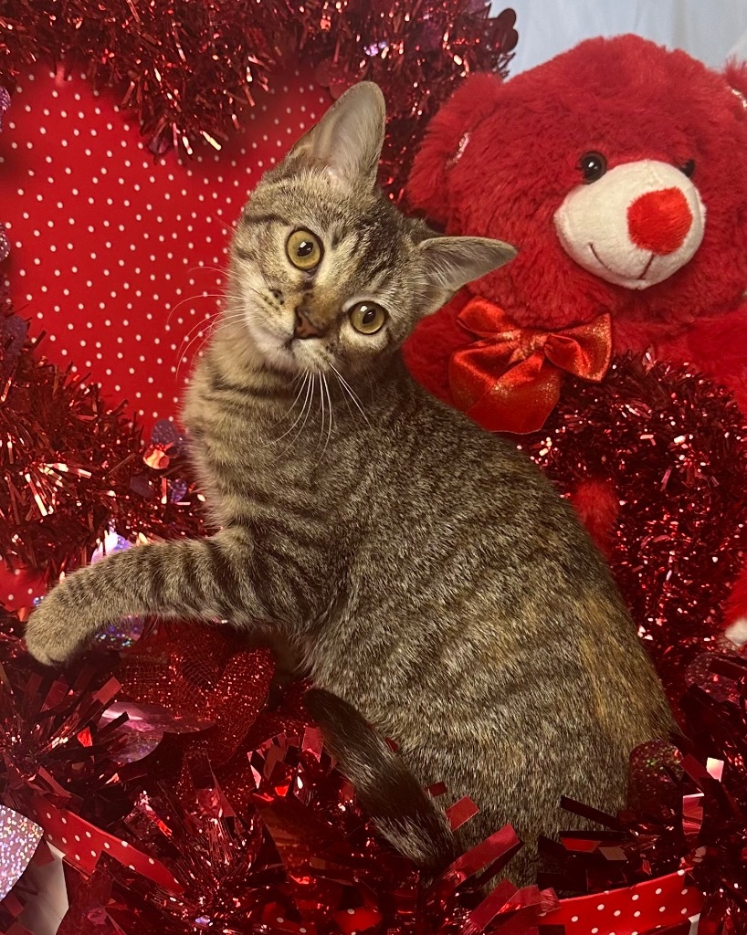 8/6/24 - Paisley, an adoptable Domestic Short Hair in Stillwater, OK, 74074 | Photo Image 1