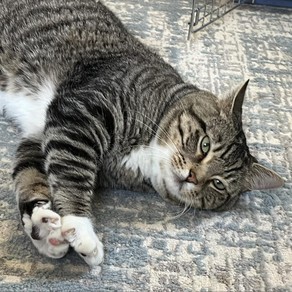Fidget, an adoptable Domestic Short Hair in Ashland, MA, 01721 | Photo Image 1