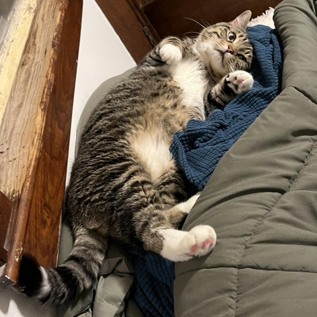 Fidget, an adoptable Domestic Short Hair in Ashland, MA, 01721 | Photo Image 2