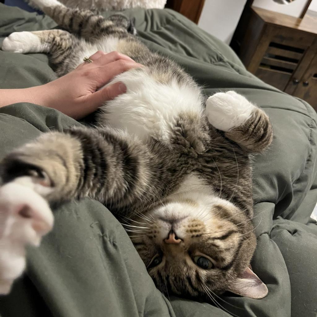 Fidget, an adoptable Domestic Short Hair in Ashland, MA, 01721 | Photo Image 3