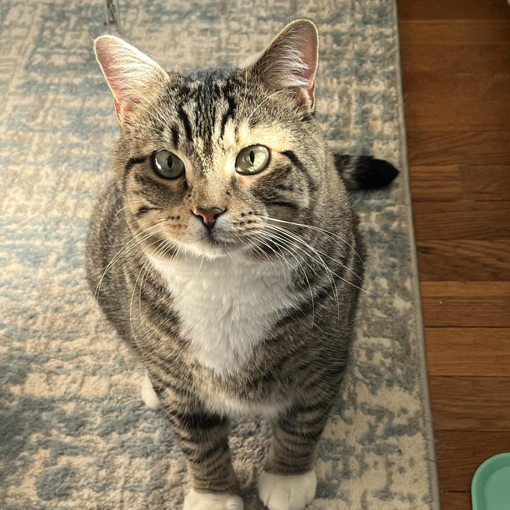 Fidget, an adoptable Domestic Short Hair in Ashland, MA, 01721 | Photo Image 4
